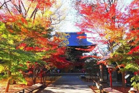 錦秋のお寺＠浄真寺(令和7年晩秋)