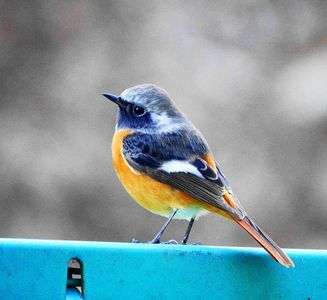 ジョビ太君(2025.12.17)