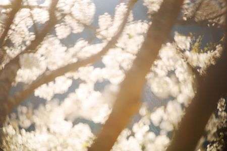 さくら・ん～？