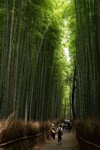 日が差し込む竹林