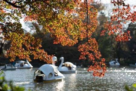 紅葉が眺められる池