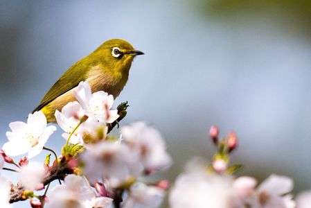 サクジロー様の桜バイキング