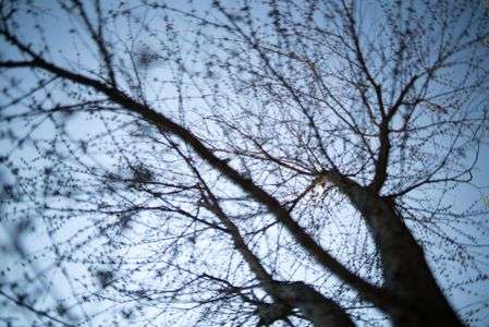 冬枯れの木ー。