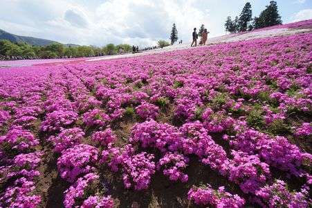 芝桜散歩