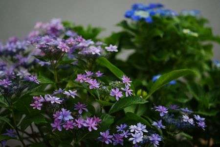 紫陽花グラデーション