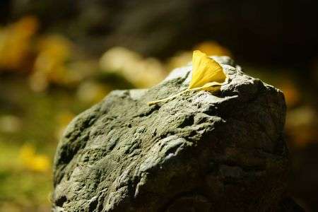 イチョウ　イチマイ