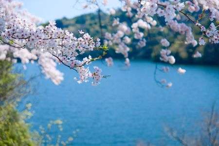 湖と桜