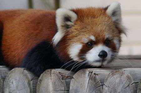 レッサーパンダ