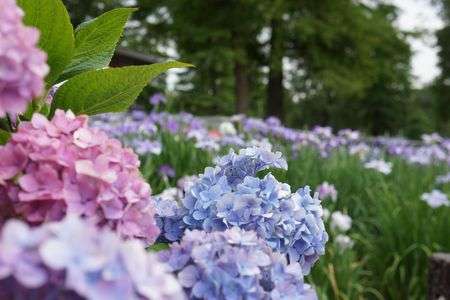 あじさいとしょうぶ