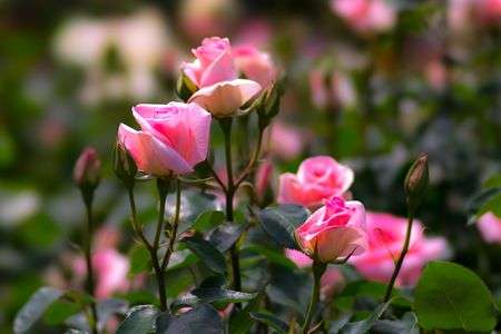 響灘緑地（グリーンパーク） その３