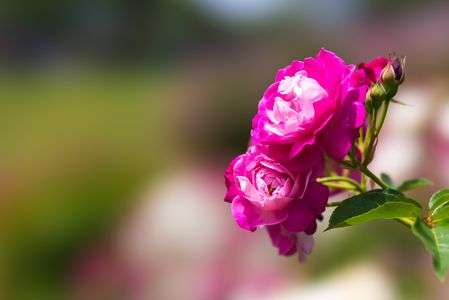 響灘緑地（グリーンパーク） 