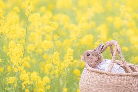 菜の花とこうめ
