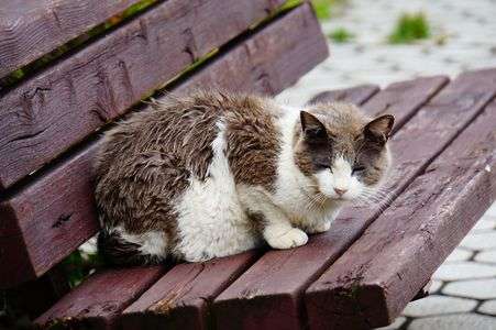 雨宿りするとこ、ないの。