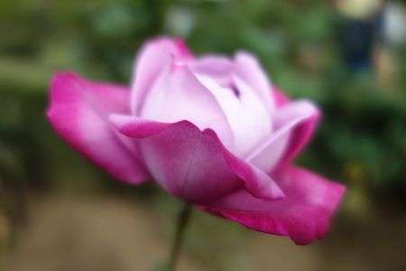 旧古河庭園にて