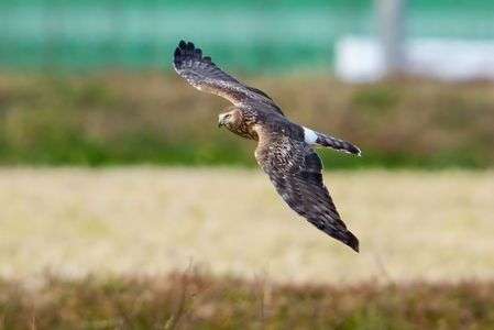 寒気の中！ ハイイロチュウヒ♀