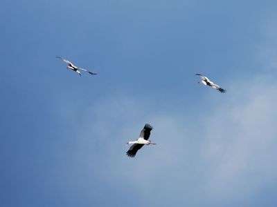 コウノトリ＋　！