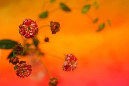 わたなべもも先生の「花物語」に参加しました