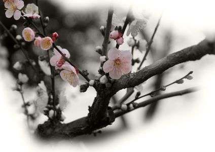 大阪城梅林寸景