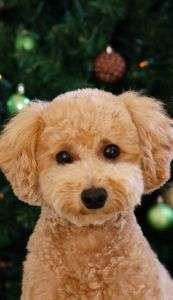 ツリーとレモン