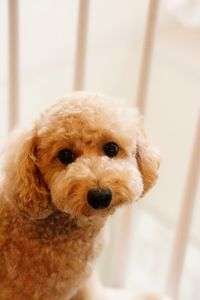 トイプードルのレモン