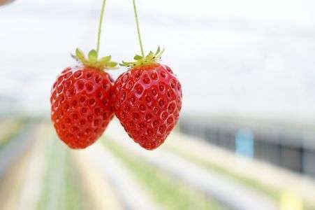 さくらんぼ？　…　いえいえ、いちごです＾＾