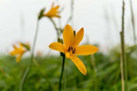 霧の中のエゾカンゾウ