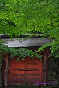 雨の大原三千院