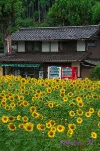 盛夏の美山かやぶきの里