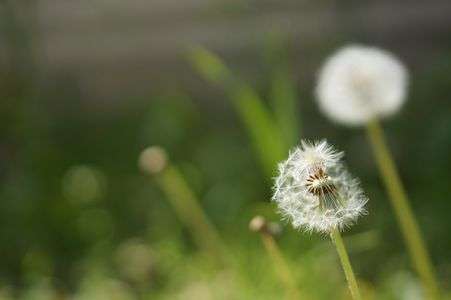 飛びかけのたんぽぽ