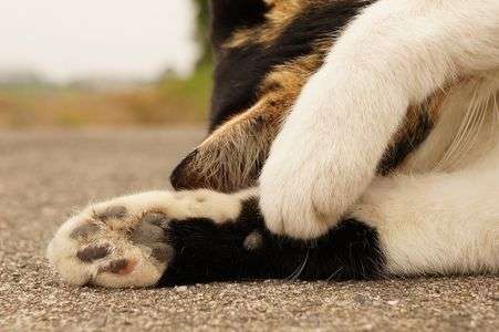 恥ずかしいにゃ