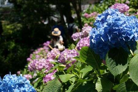 長谷寺の紫陽花