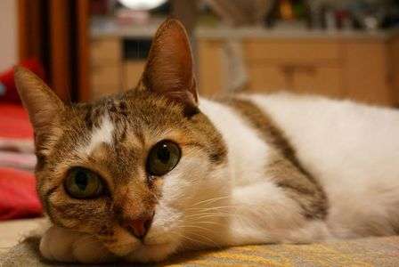 我が家の癒やし役