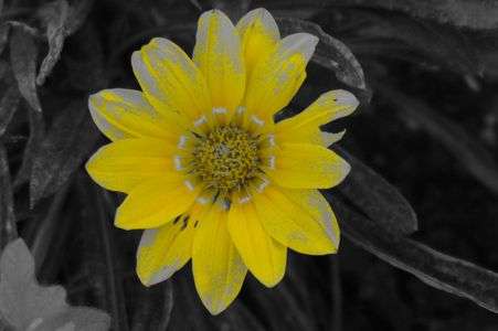 ひまわり的な...