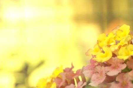 やさしいひかり