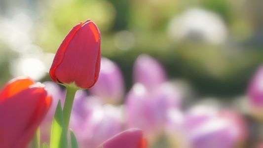 サムエル.コッキング苑