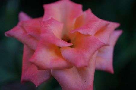 可憐な一輪の花