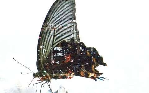 ビル群と黒鳳蝶