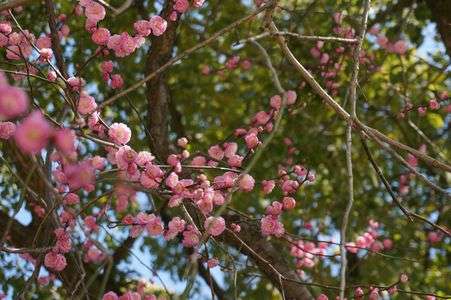 太宰府天満宮の梅