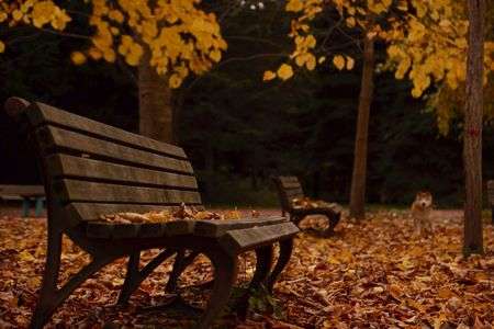 ぷらっと紅葉撮影(･´з`･)ﾟ