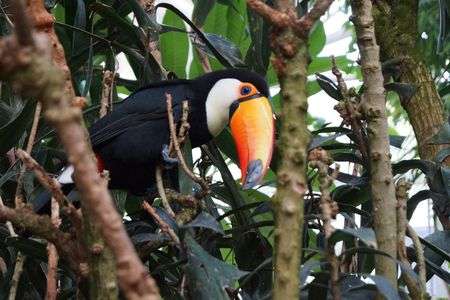 密林からこんにちは