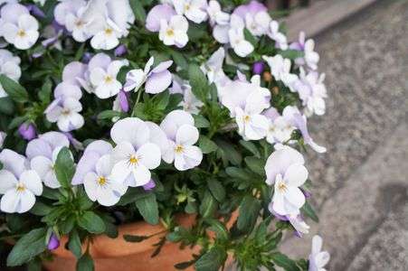 くらしき 道端の花