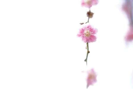 早春 梅のかほり