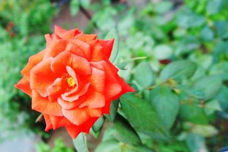 碑文谷公園のバラ