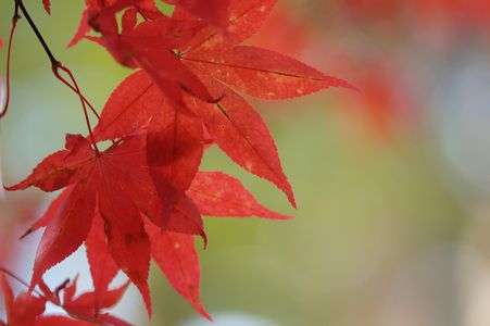 紅い葉っぱ
