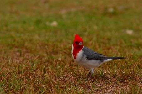 ちょっと気になる赤いやつ