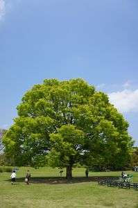 ハワイを思い出す