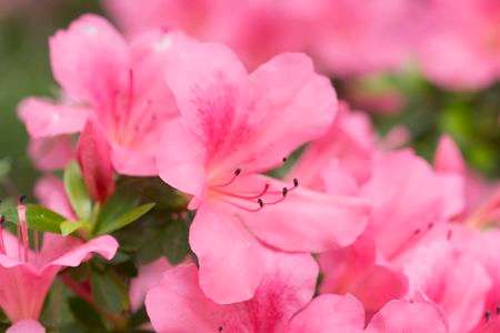 今年最後のつつじ