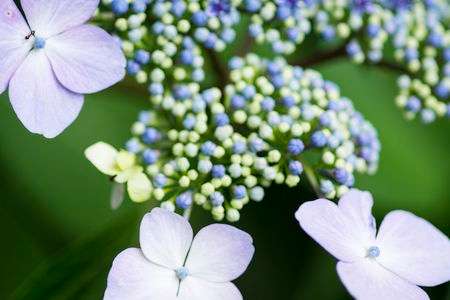 咲きかけの紫陽花