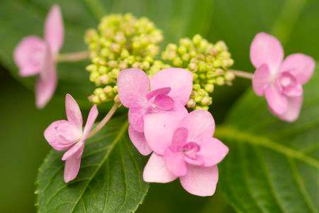 かわいいあじさい