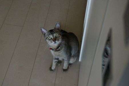 我が家のネコちゃん